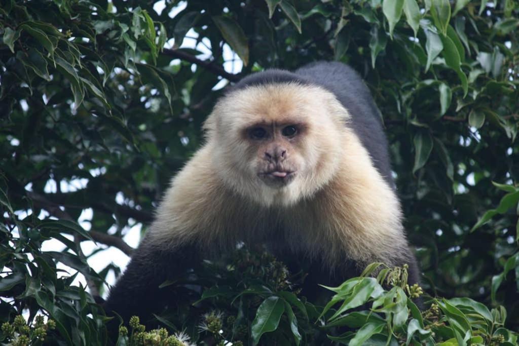 La Casa Bonita Διαμέρισμα Monteverde Εξωτερικό φωτογραφία