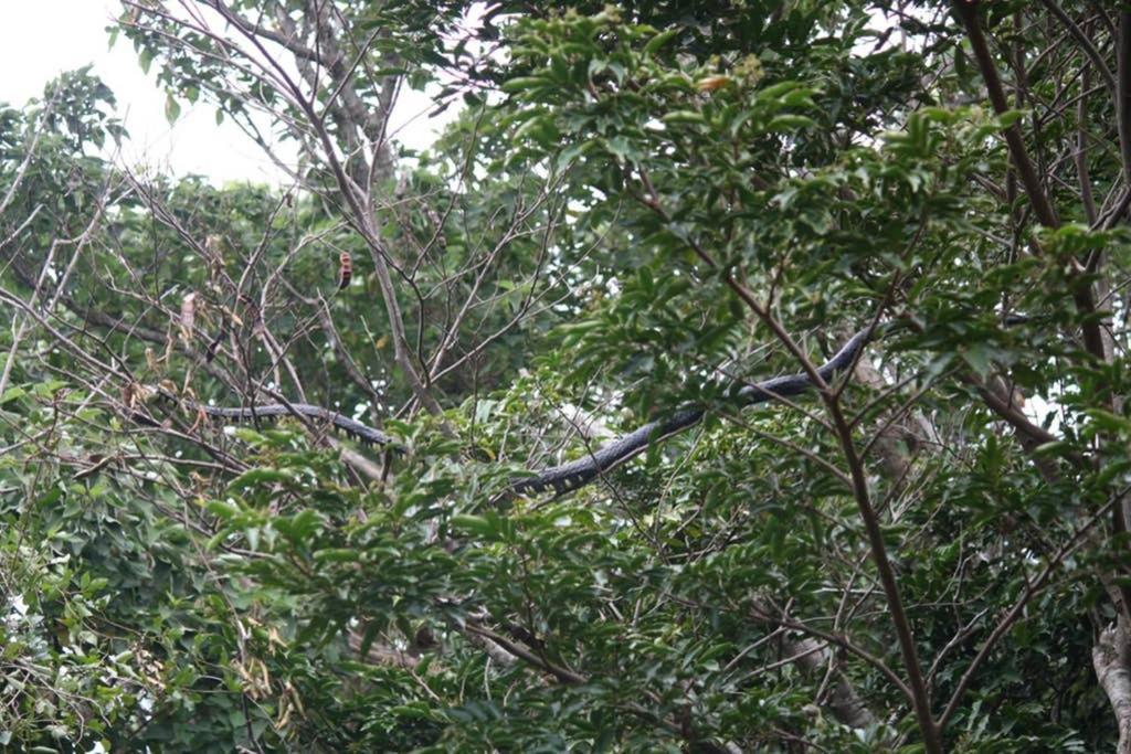 La Casa Bonita Διαμέρισμα Monteverde Εξωτερικό φωτογραφία